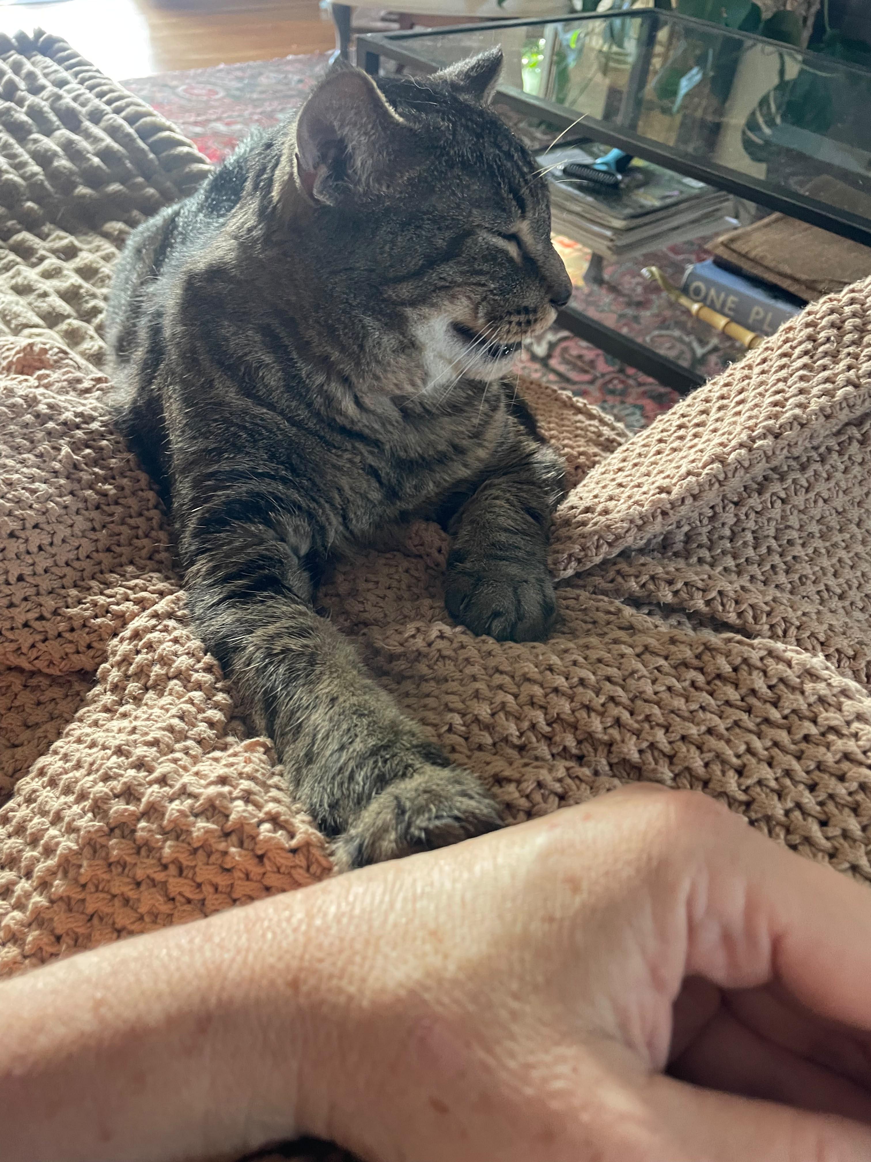 Enlarge Ollie, a Adoptable Domestic Short Hair in New Britain, CT image 5/6