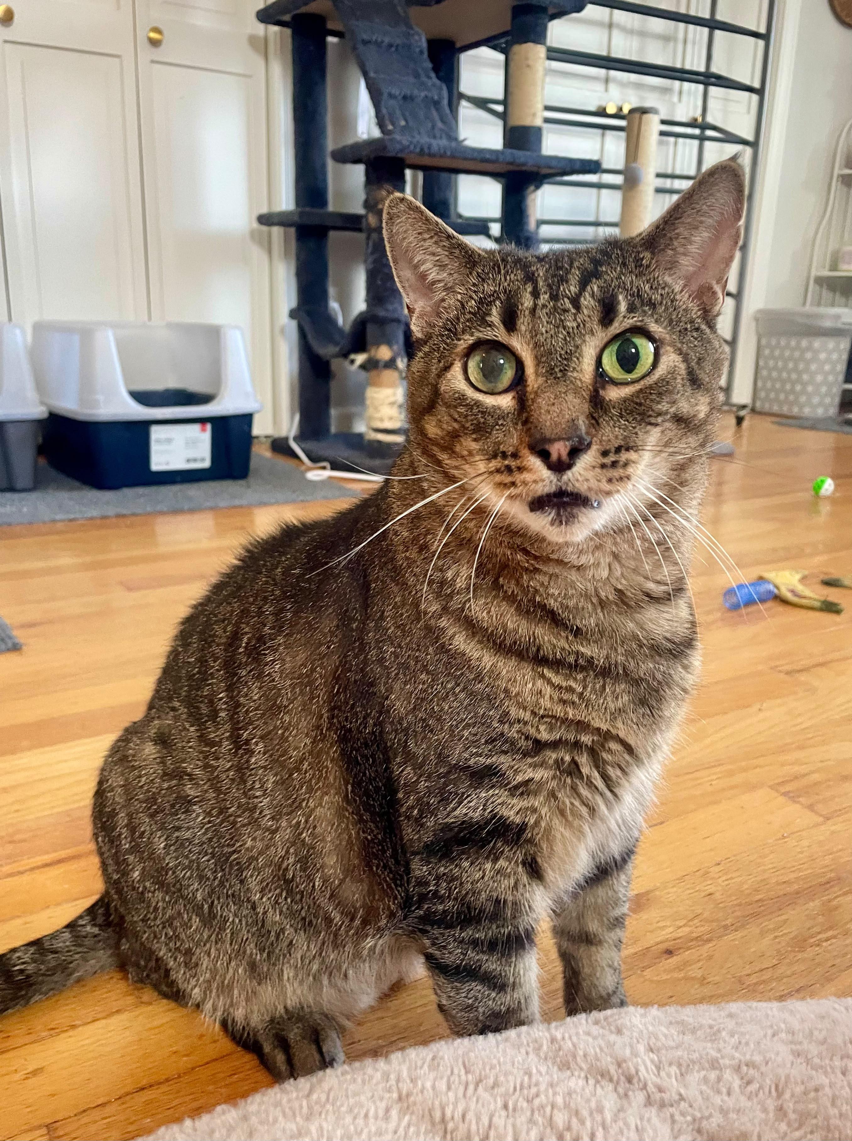 Enlarge Ollie, a Adoptable Domestic Short Hair in New Britain, CT image 3/6