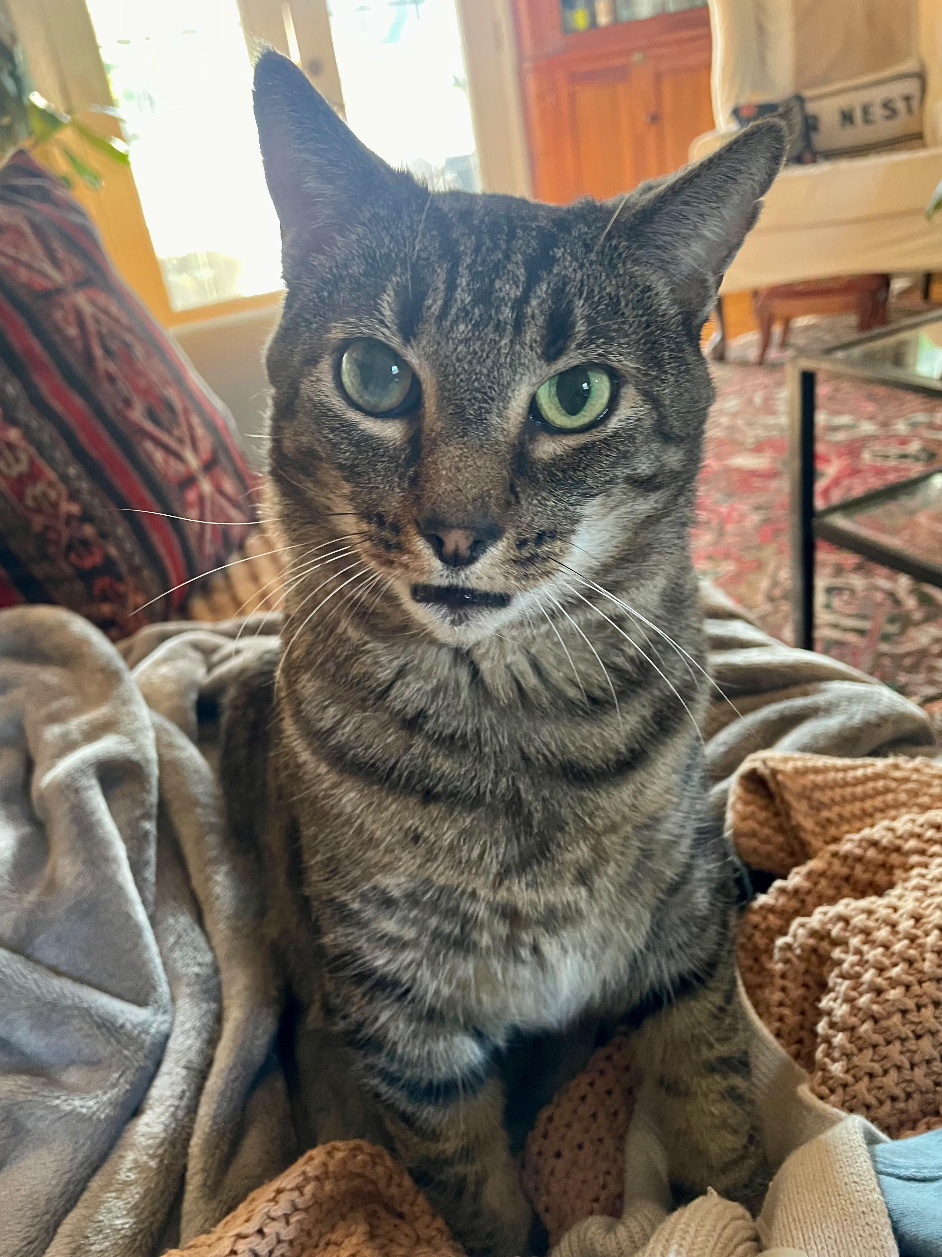 Ollie, Adoptable, Senior Male Domestic Short Hair.