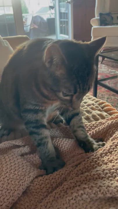 Enlarge Ollie, a Adoptable Domestic Short Hair in New Britain, CT video 6/6