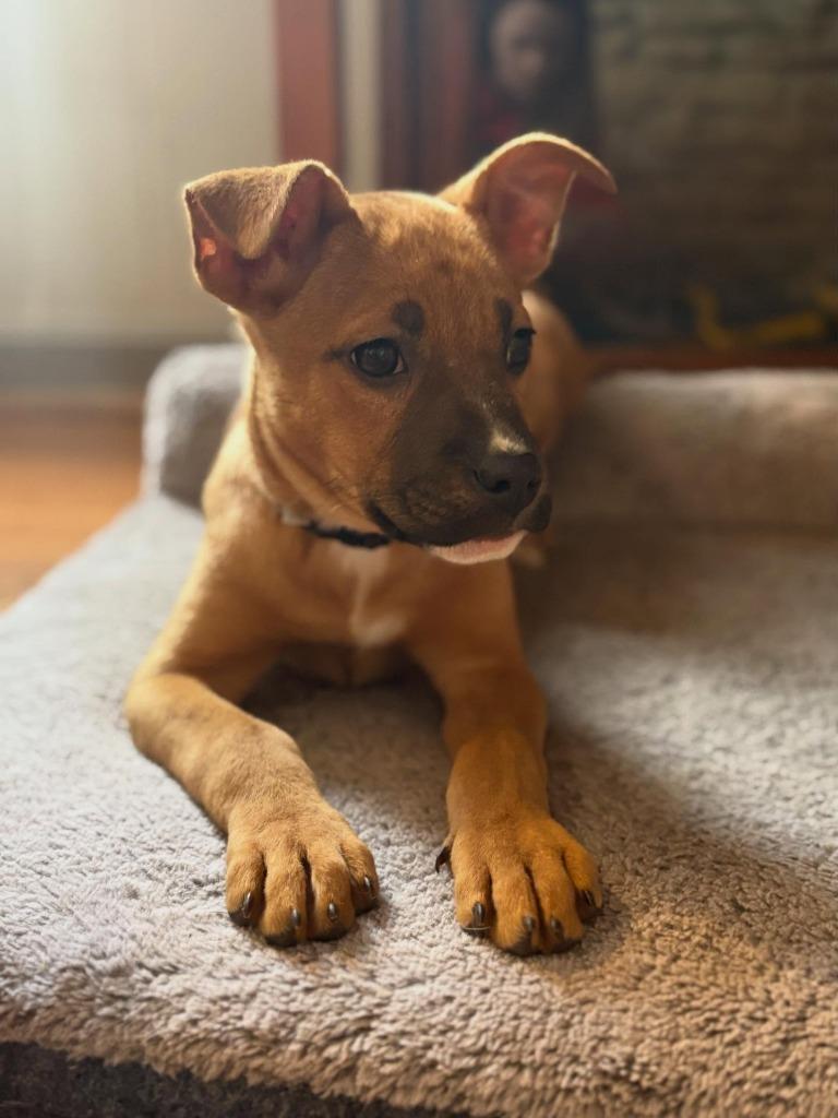 Lisa, Adoptable, Puppy Female Mixed Breed.
