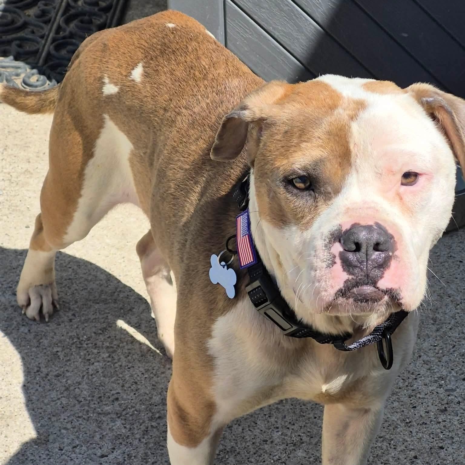ANGUS, a ADOPTABLE American Bulldog in Westland, MI image 5/6
