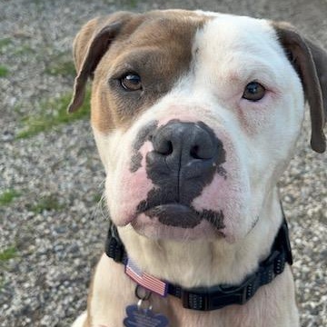 ANGUS, ADOPTABLE, Young Male American Bulldog.