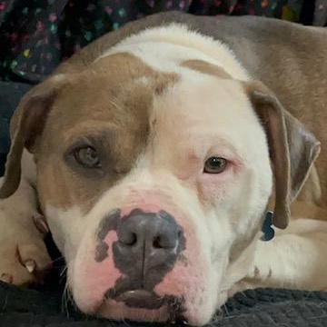ANGUS, a ADOPTABLE American Bulldog in Westland, MI image 2/6