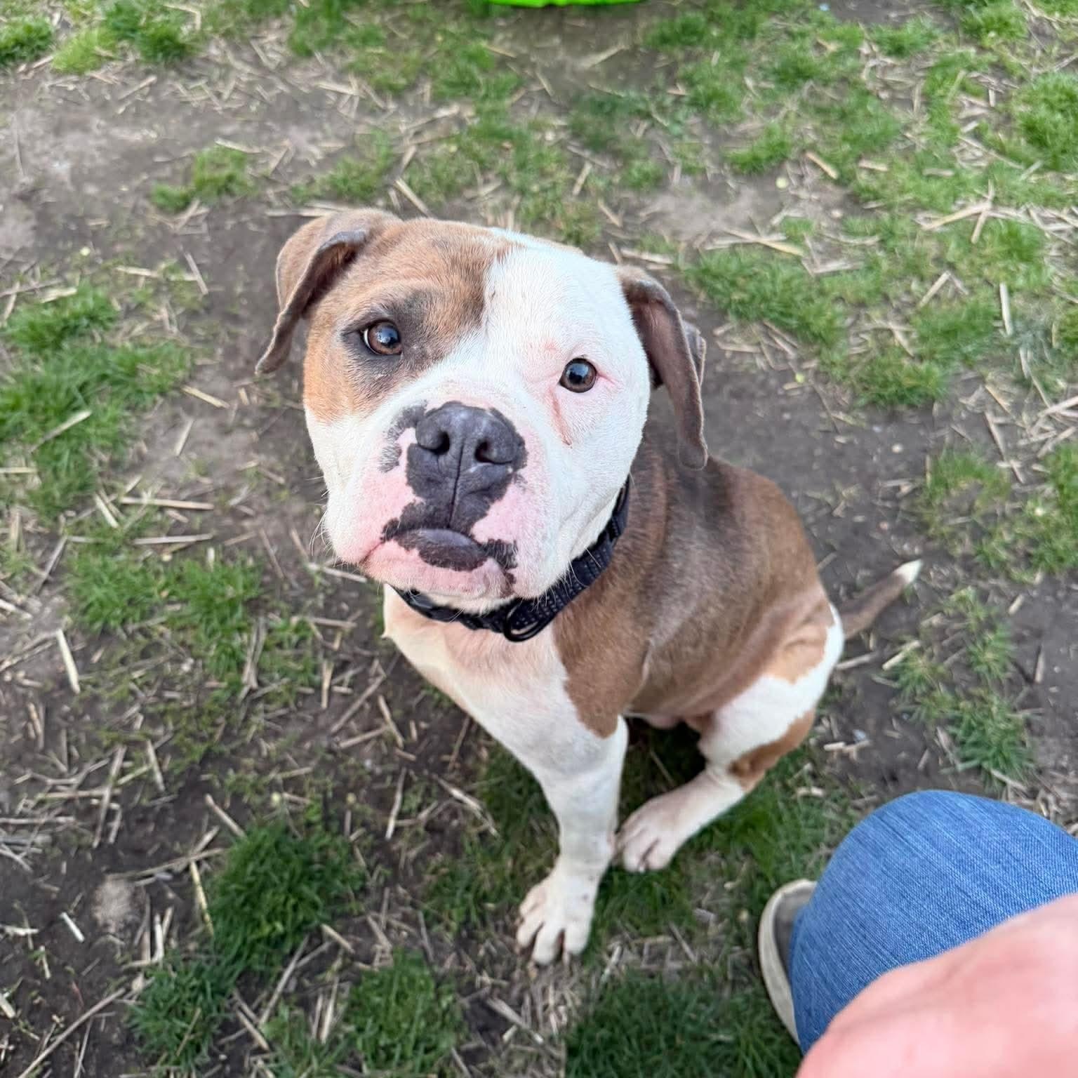 ANGUS, a ADOPTABLE American Bulldog in Westland, MI image 6/6