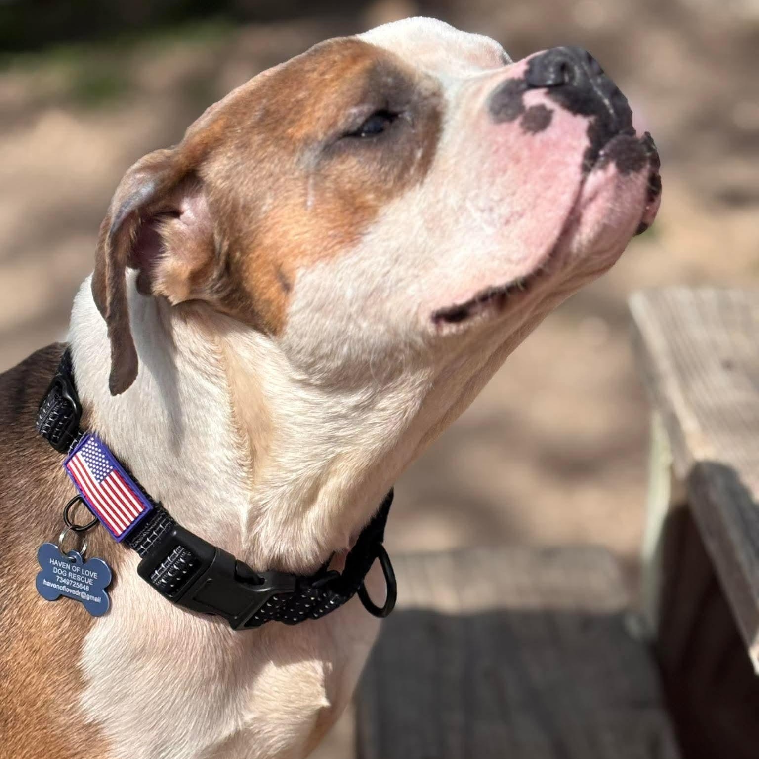 ANGUS, a ADOPTABLE American Bulldog in Westland, MI image 3/6