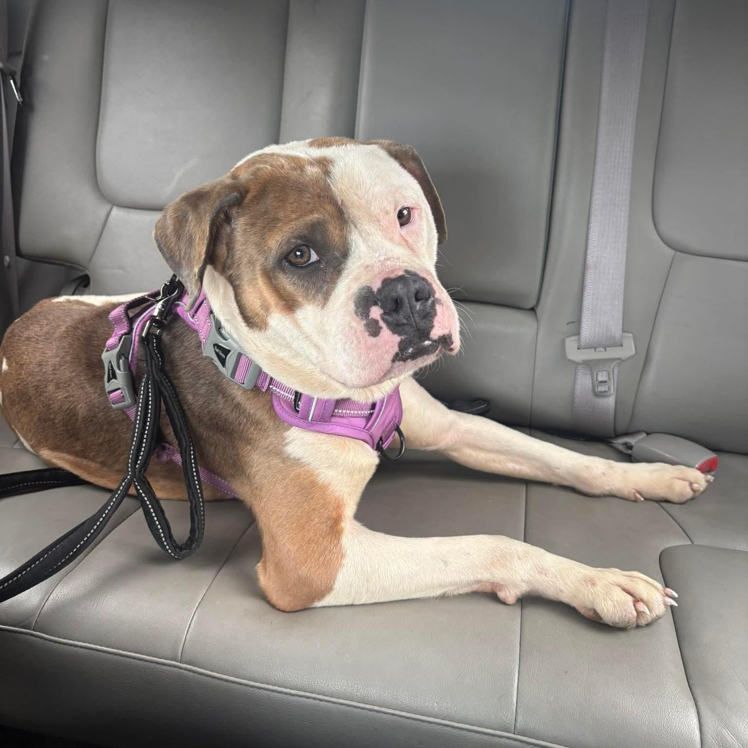 ANGUS, a ADOPTABLE American Bulldog in Westland, MI image 4/6