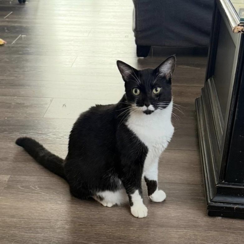 Enlarge Max, a Adoptable Domestic Short Hair in Woodstock, GA image 1/2