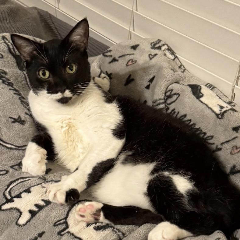 Enlarge Max, a Adoptable Domestic Short Hair in Woodstock, GA image 2/2