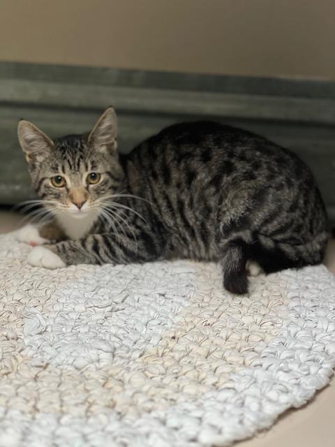 Enlarge Gracie / 61944449, a Adoptable Domestic Short Hair in Elko, NV image 1/1