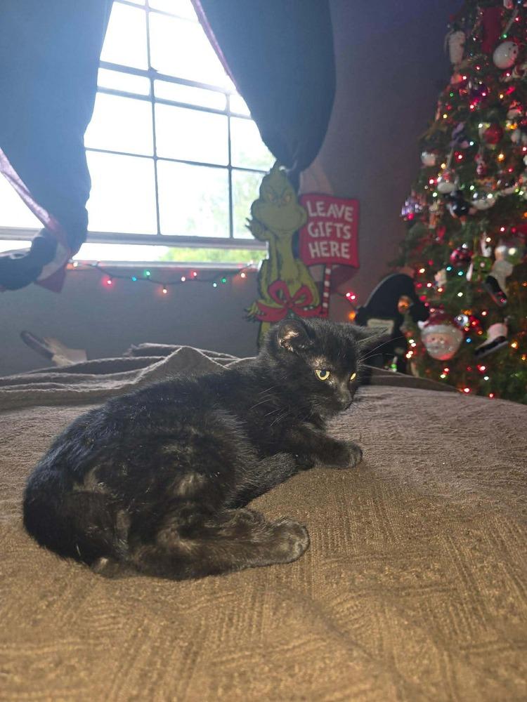 Onyx, Adoptable, Kitten Male Domestic Short Hair.