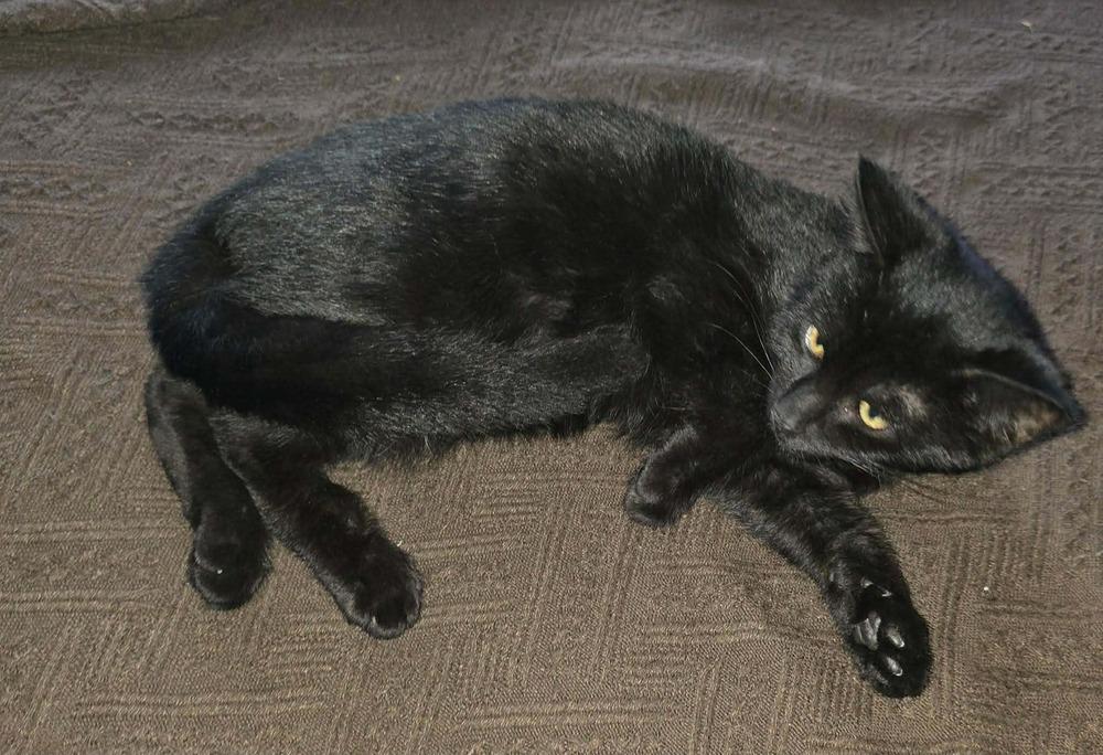 Enlarge Onyx, a Adoptable mixed breed in DELTONA, FL image 2/4