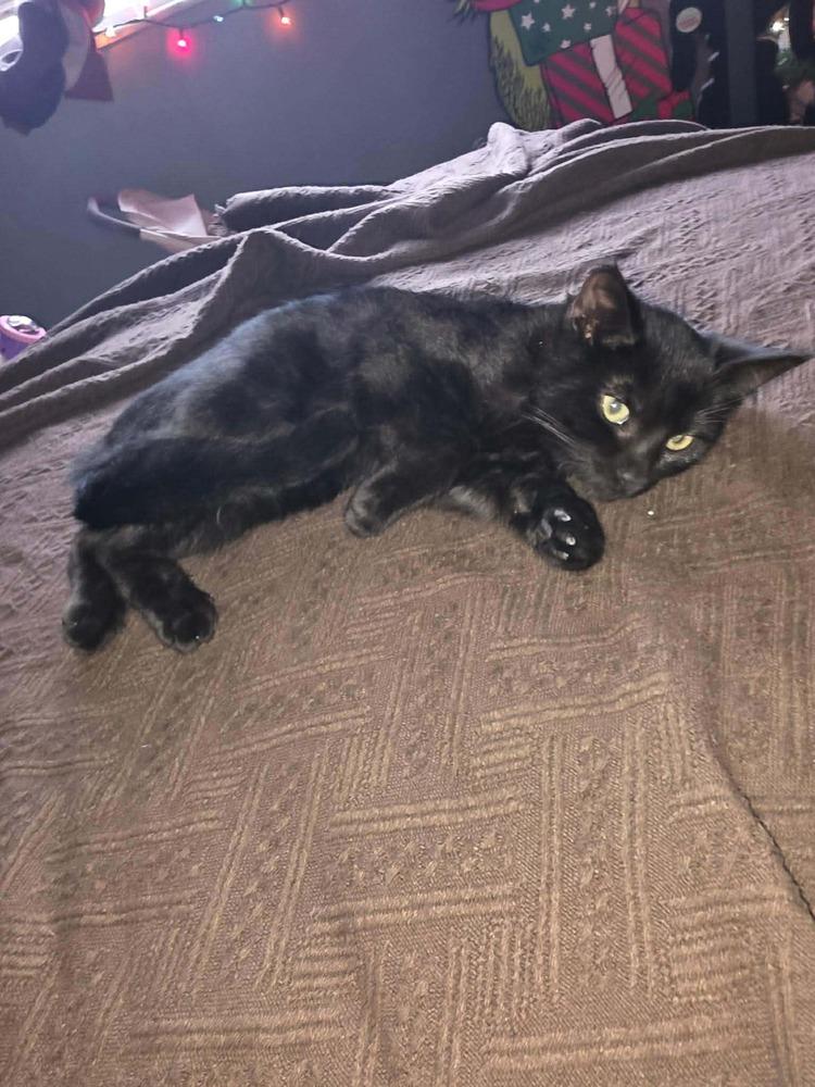 Enlarge Onyx, a Adoptable mixed breed in DELTONA, FL image 3/4