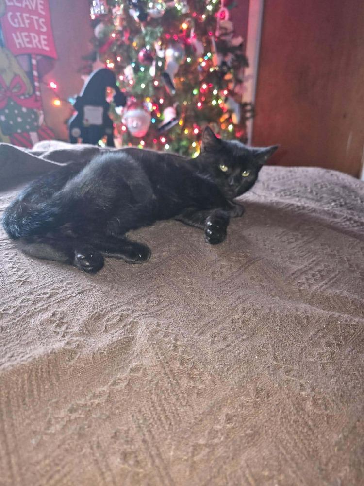 Enlarge Onyx, a Adoptable mixed breed in DELTONA, FL image 4/4