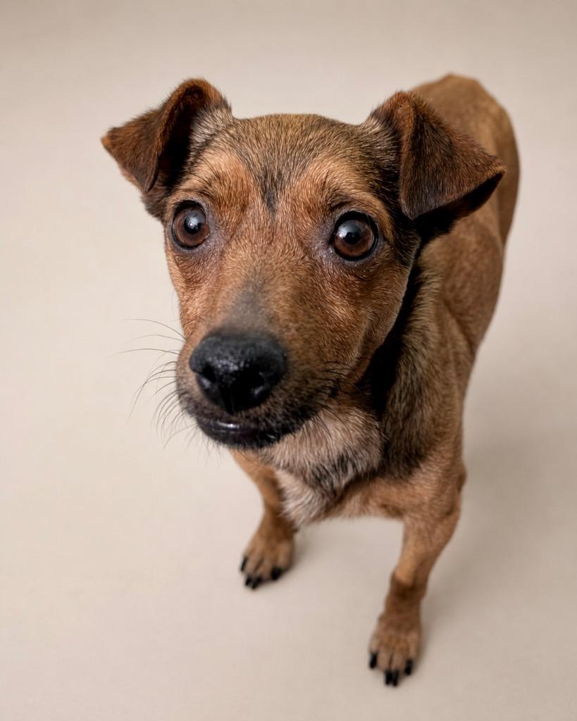 Sigrid, a Adoptable Chihuahua in Reno, NV image 1/6