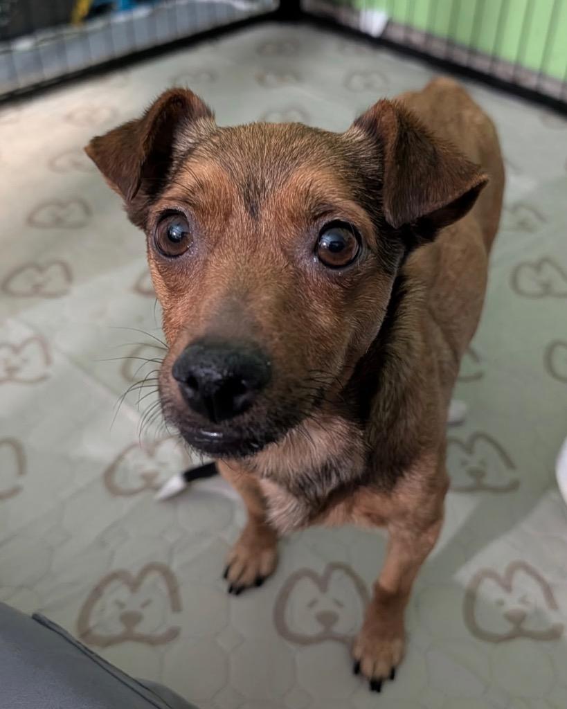 Sigrid, a Adoptable Chihuahua in Reno, NV image 2/6