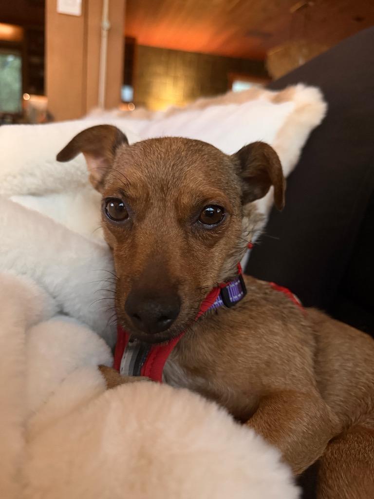 Sigrid, a Adoptable Chihuahua in Reno, NV image 4/6