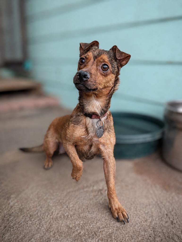 Sigrid, a Adoptable Chihuahua in Reno, NV image 5/6