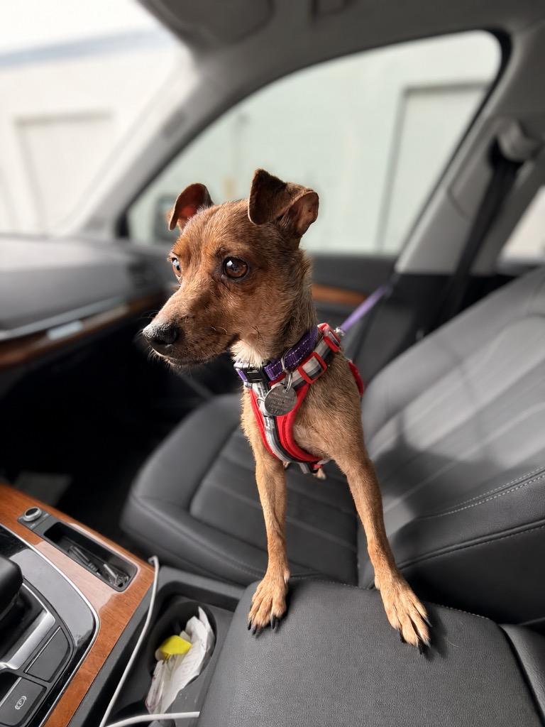 Sigrid, a Adoptable Chihuahua in Reno, NV image 6/6