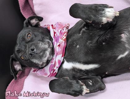 Flake Michigan (in foster), Adoptable, Adult Female American Bulldog & Australian Shepherd.