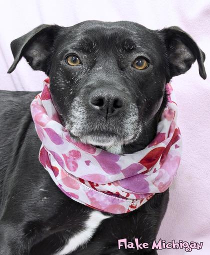 Enlarge Flake Michigan (in foster), a Adoptable mixed breed in Mason, MI image 2/3