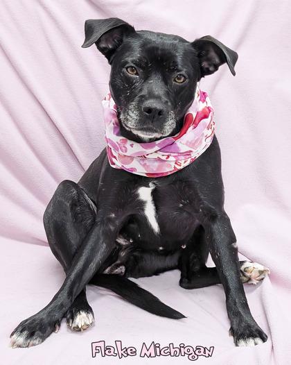 Enlarge Flake Michigan (in foster), a Adoptable mixed breed in Mason, MI image 3/3