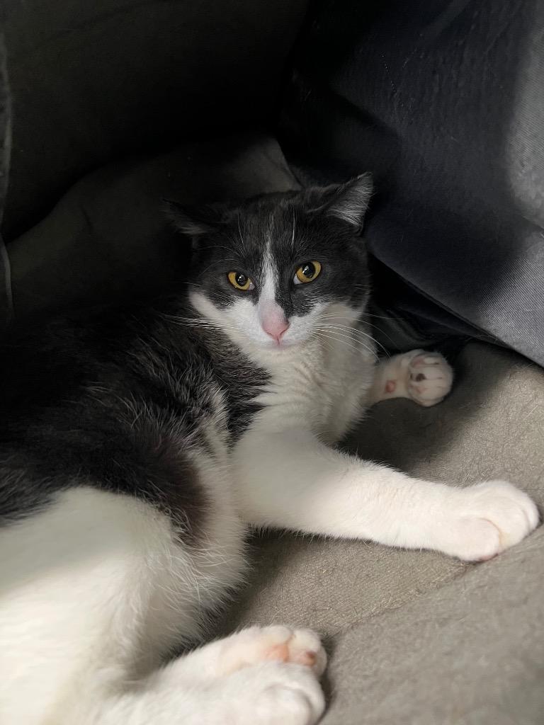 Ash, Adoptable, Young Male Domestic Short Hair.