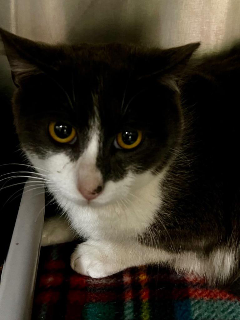 Enlarge Ash, a Adoptable mixed breed in Meriden, CT image 2/3