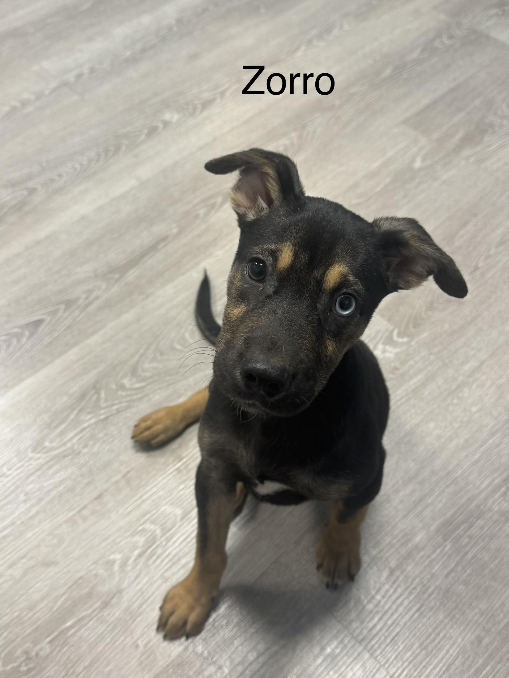 Zorro, Adopted, Puppy Male Jack Russell Terrier.