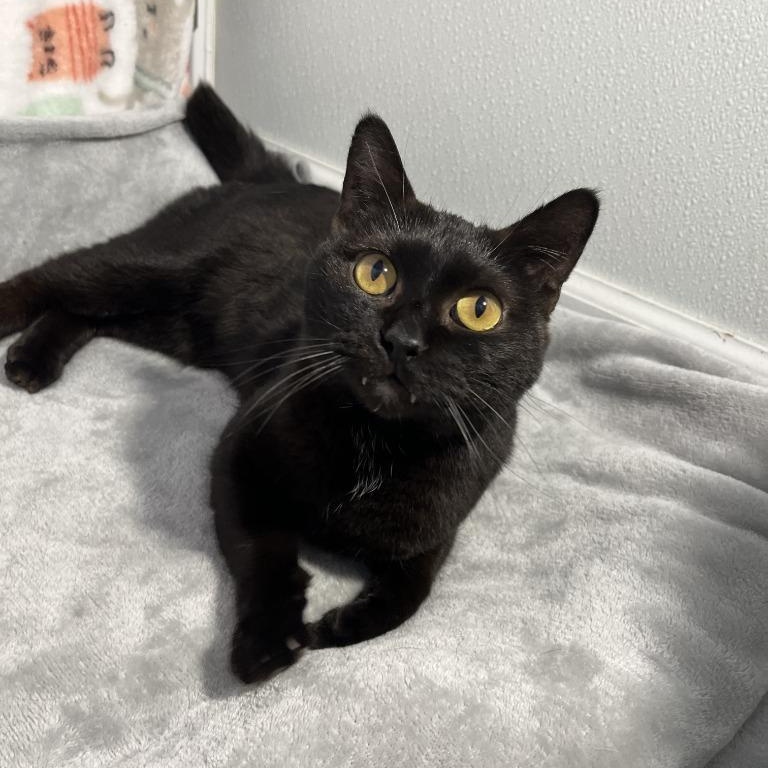 Luna, Adoptable, Young Female Domestic Short Hair.