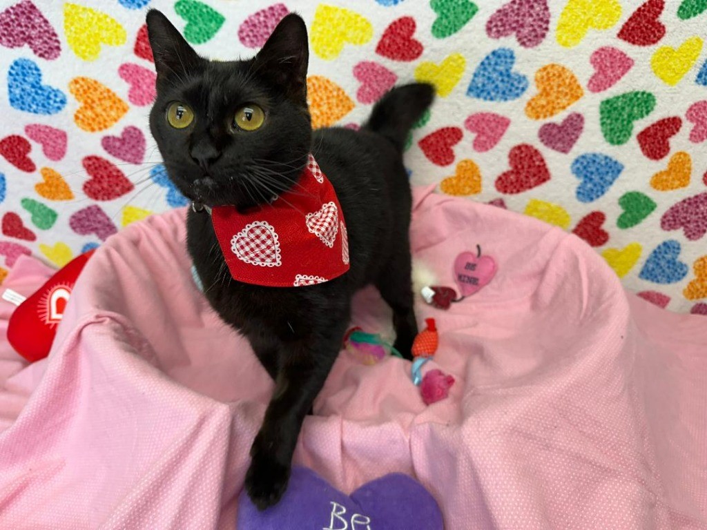 Luna, Adoptable, Young Female Domestic Short Hair.