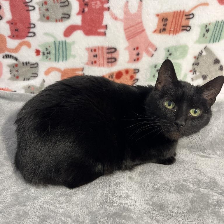 Enlarge Luna, a Adoptable Domestic Short Hair in Benld, IL image 1/3