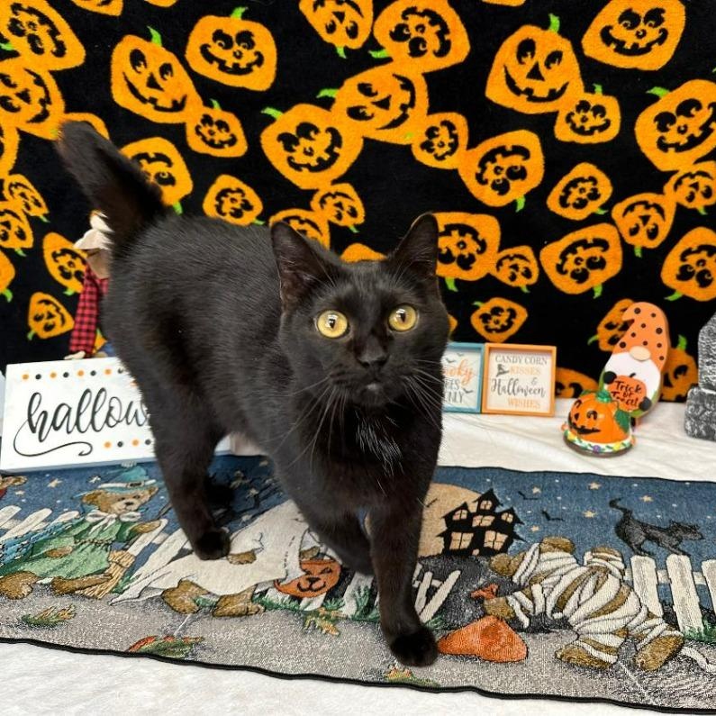 Luna, Adoptable, Young Female Domestic Short Hair.