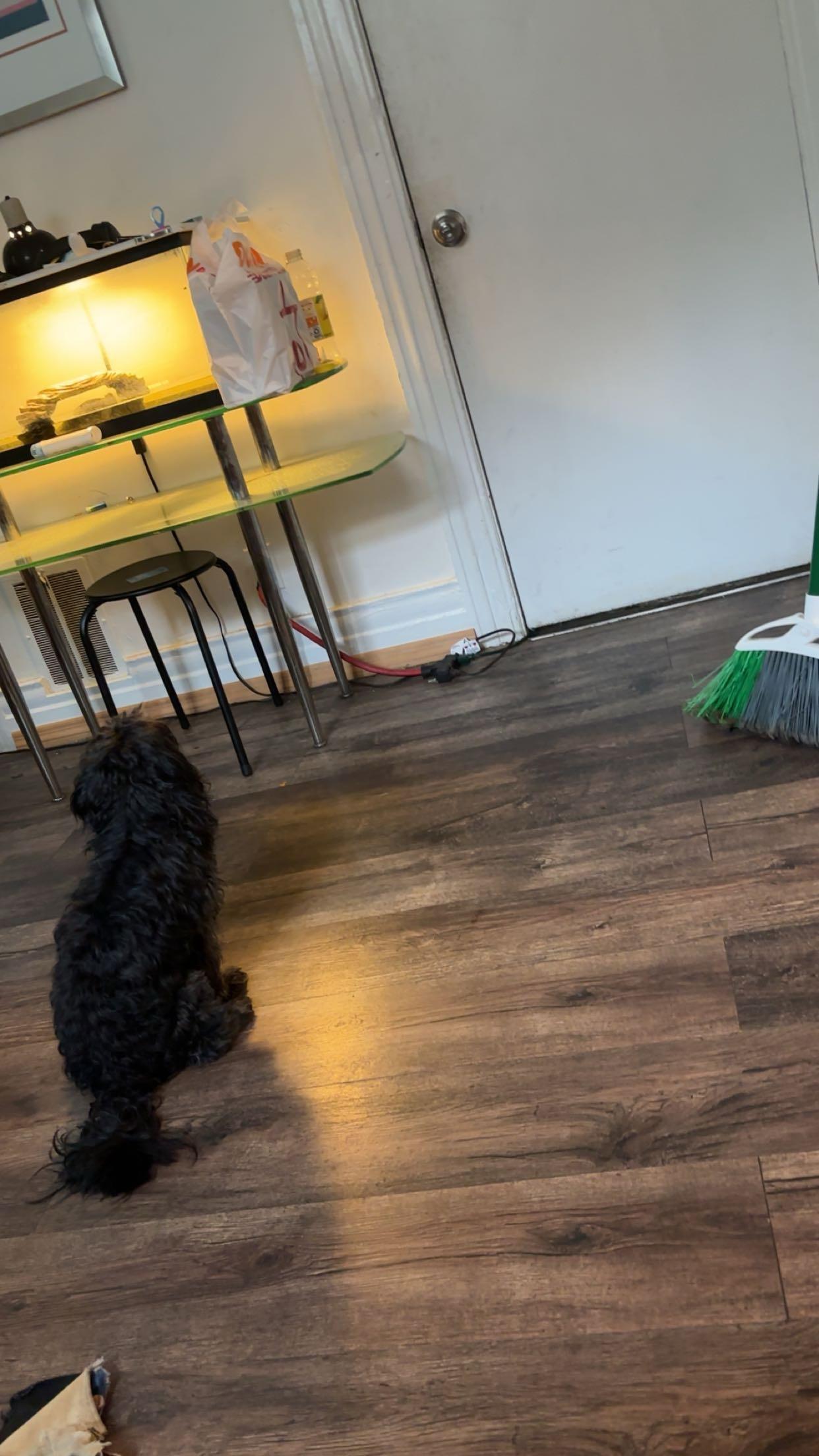 Enlarge Bori, a Adoptable Shih Tzu in Rochester, NY image 1/1