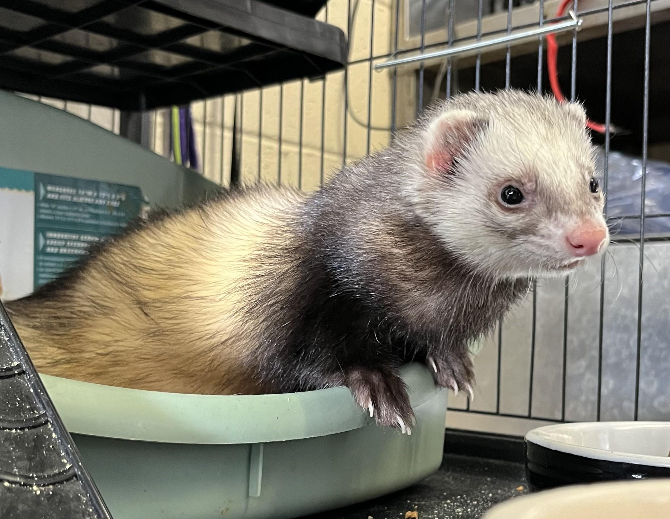 Bandit, adopted, Young Male Ferret.