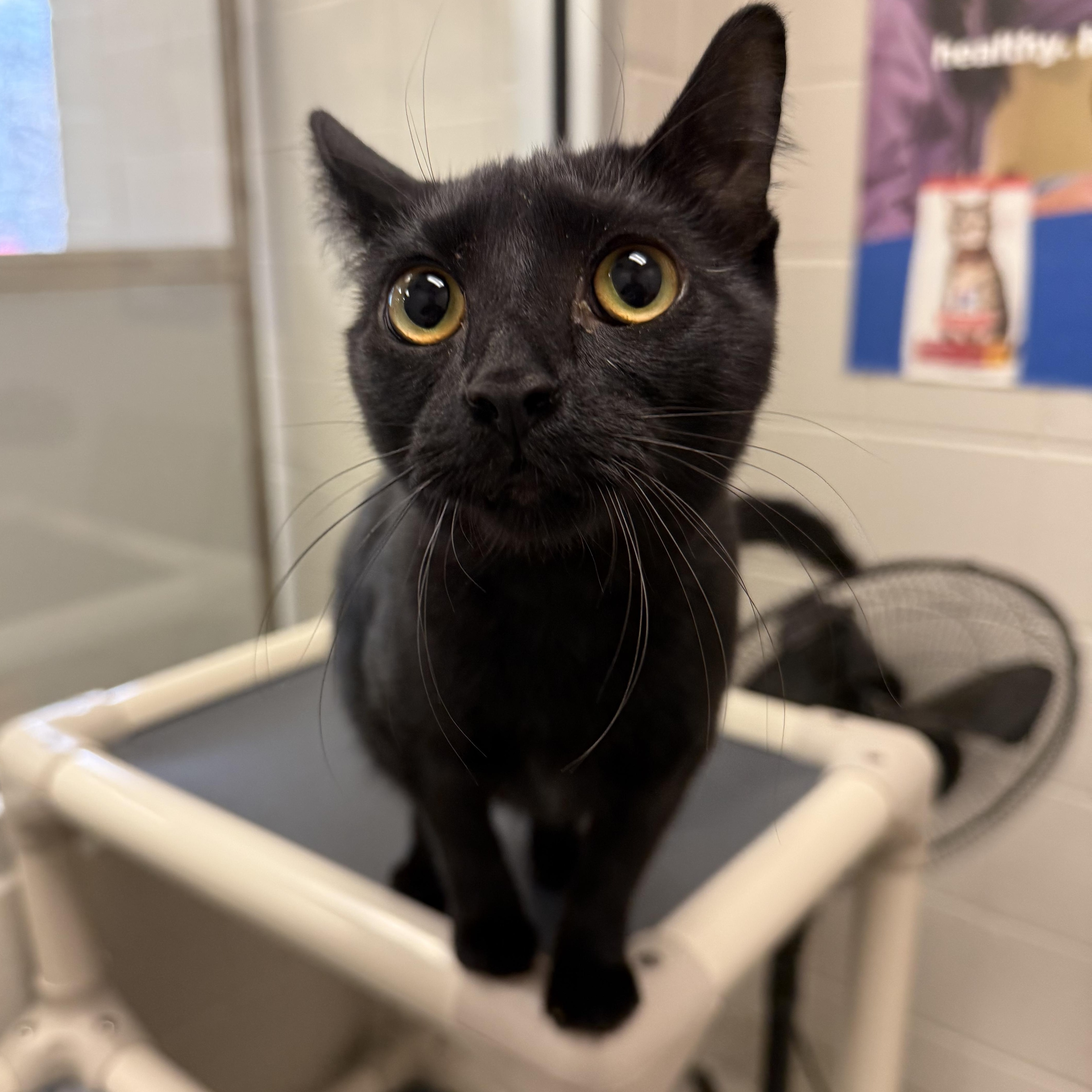 Enlarge Ursula, a ADOPTABLE Domestic Short Hair in Kearney, NE image 2/2