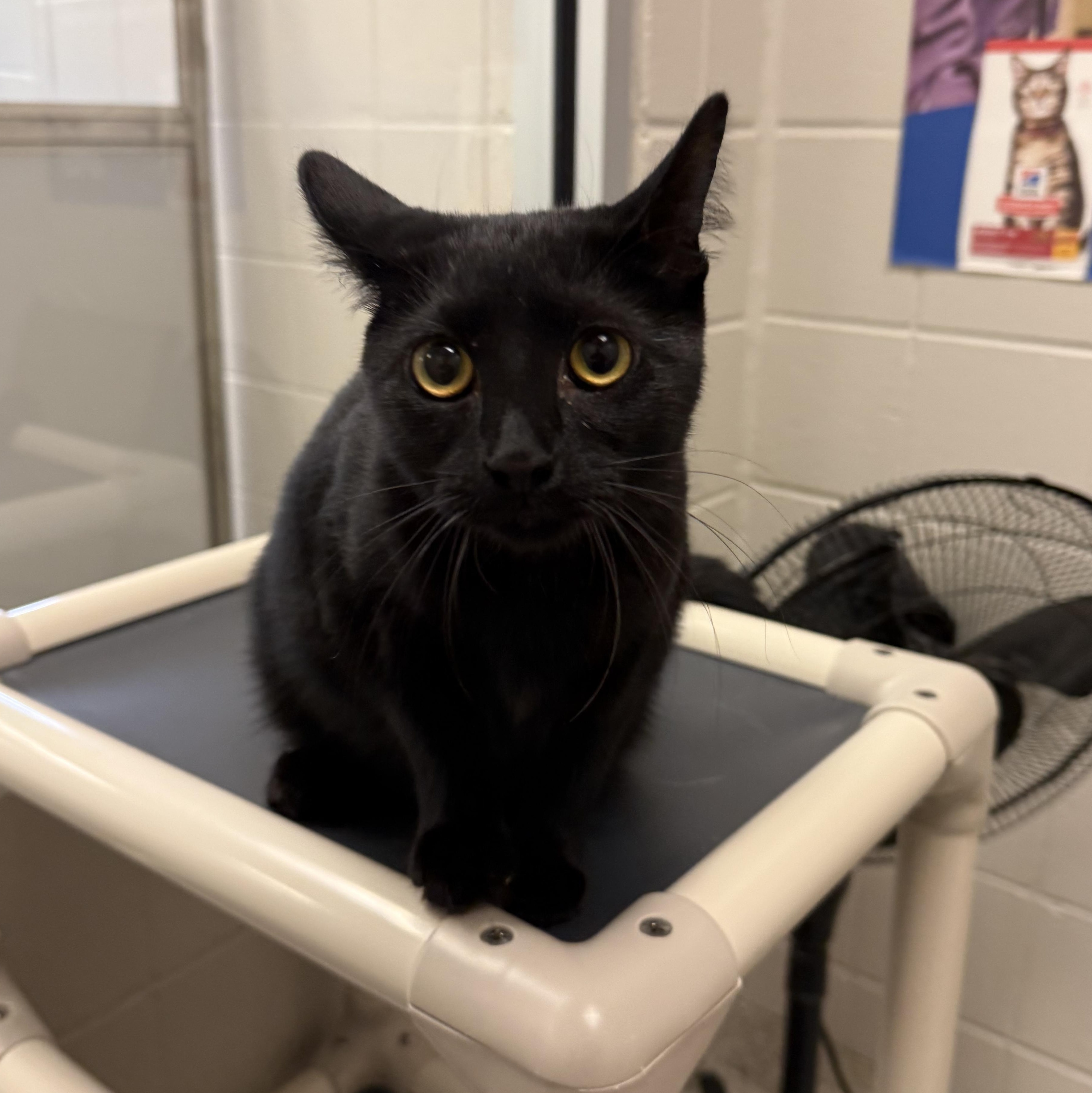 Ursula, ADOPTABLE, Adult Female Domestic Short Hair.