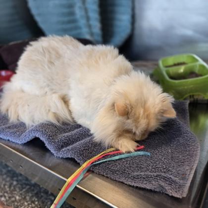 Leo, Adoptable, Adult Male Persian & Domestic Short Hair.