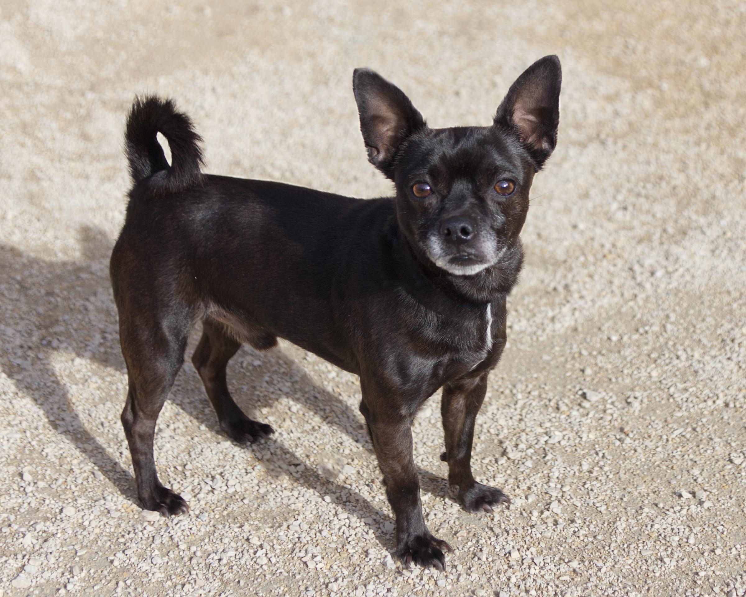 Enlarge Alan, an adopted mixed breed in Winnipeg, MB image 2/3