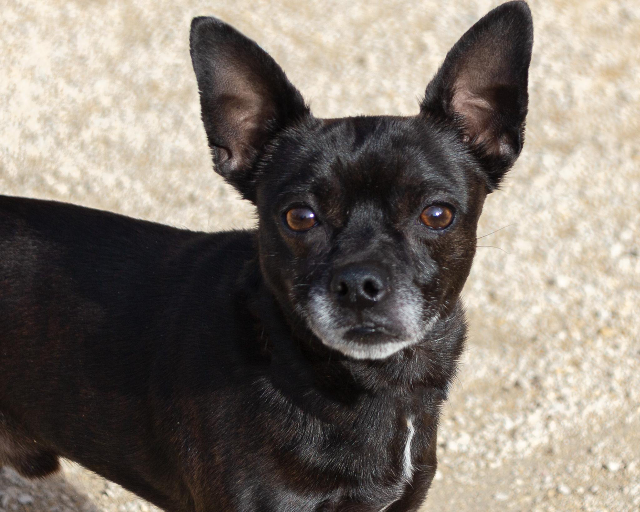 Enlarge Alan, an adopted mixed breed in Winnipeg, MB image 3/3