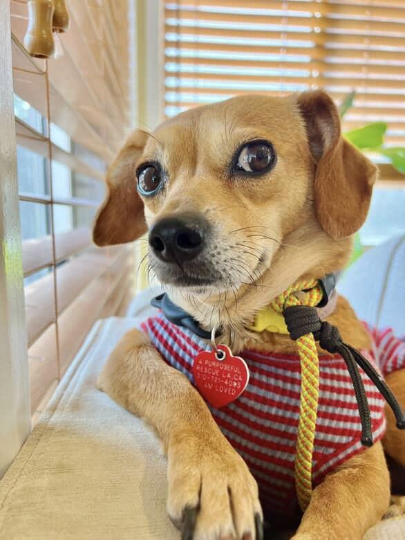 Enlarge Pez, a Adoptable mixed breed image 1/5