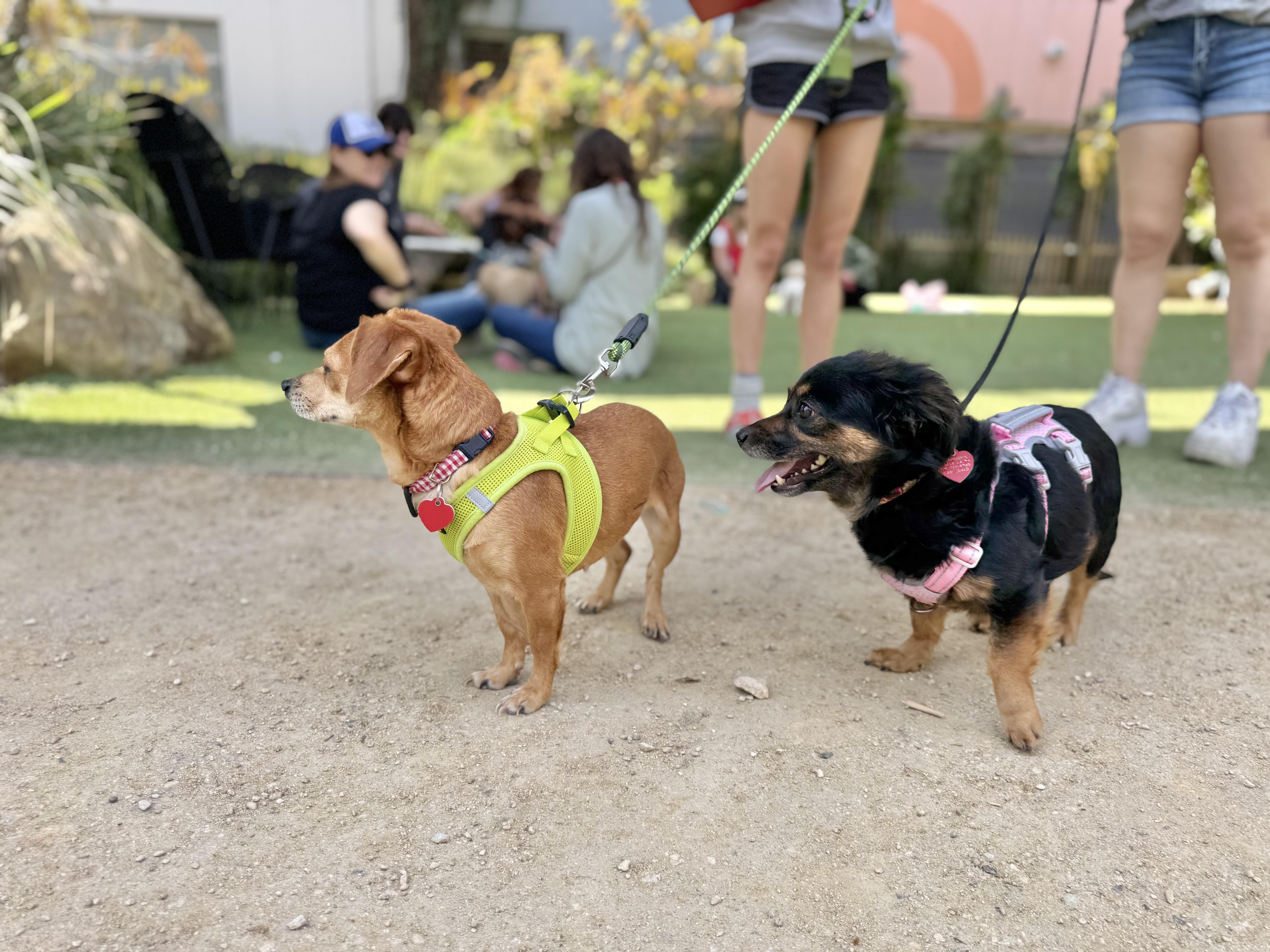 Enlarge Pez, a Adoptable mixed breed image 5/5