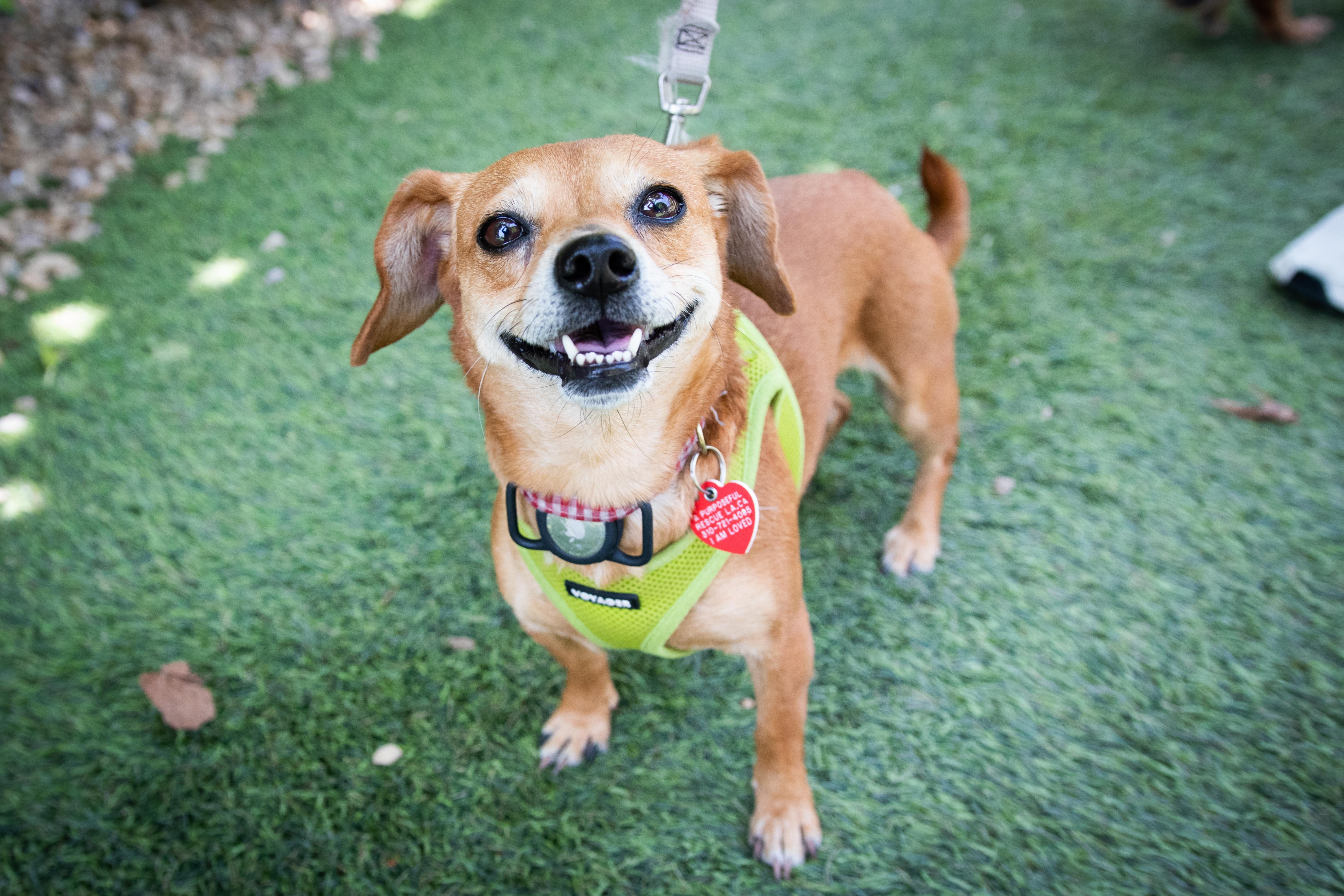 Enlarge Pez, a Adoptable mixed breed image 4/5