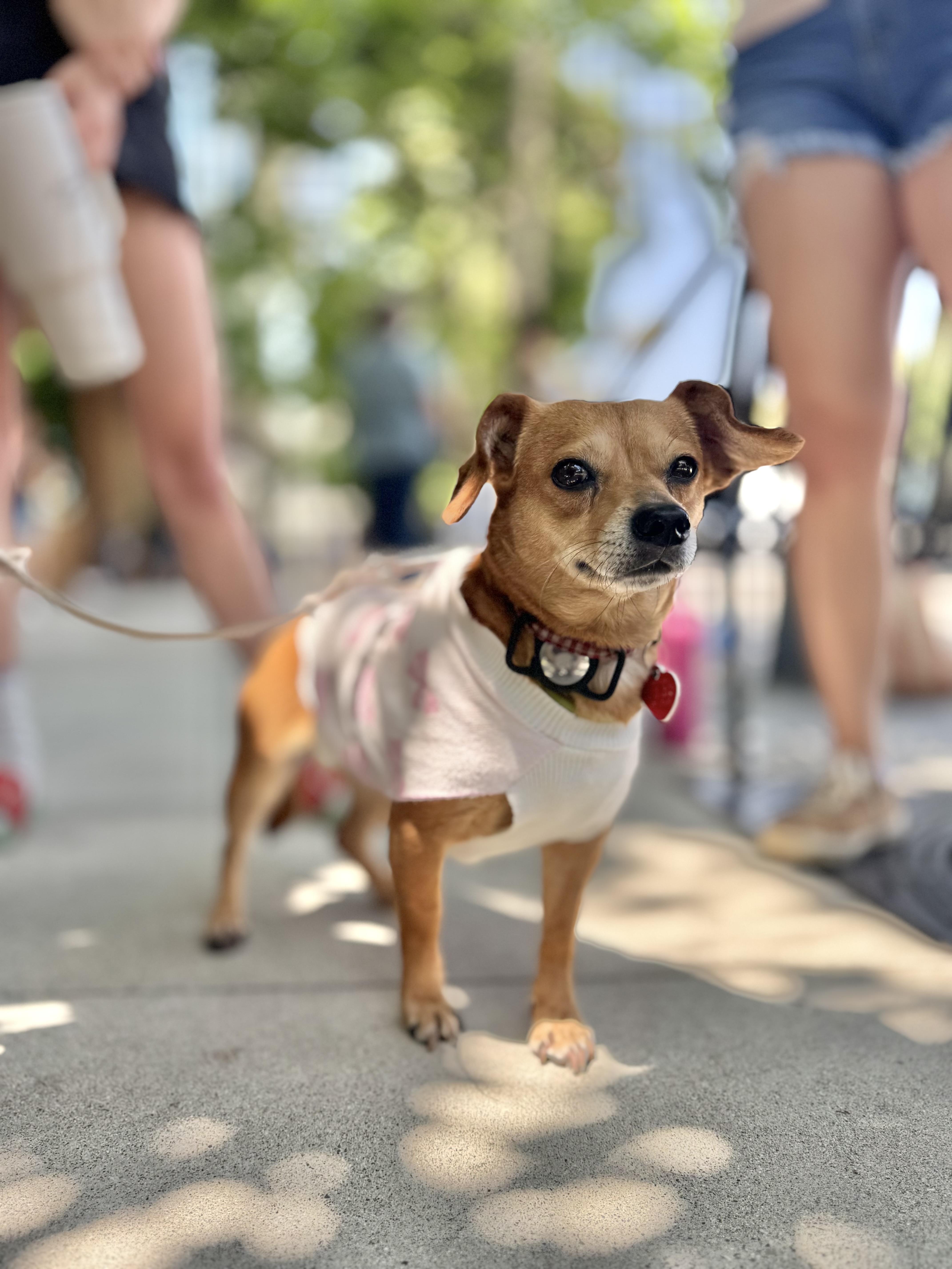 Pez, an adoptable Dachshund, Chiweenie in Los Angeles, CA, 90035 | Photo Image 2