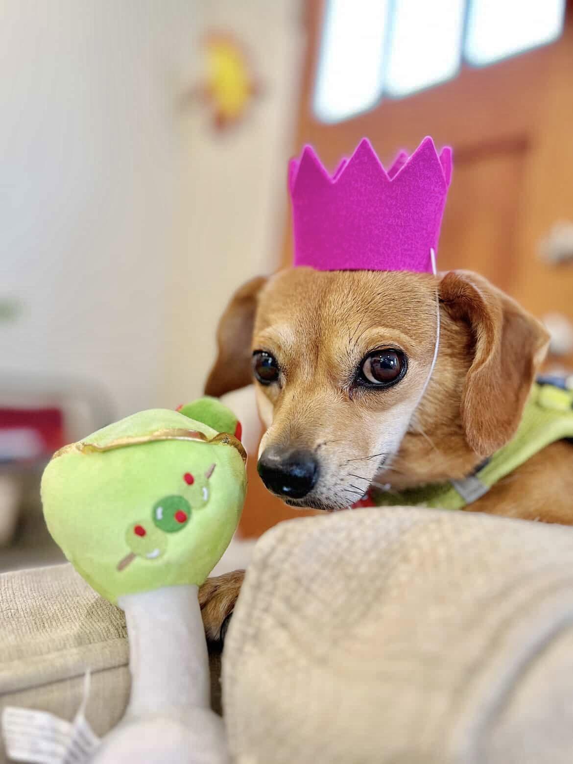 Enlarge Pez, a Adoptable mixed breed image 2/5