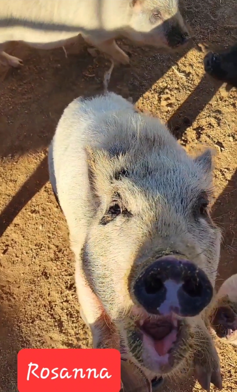 Enlarge Rosanna, a Adoptable Pot Bellied in Agua Dulce, CA image 1/1