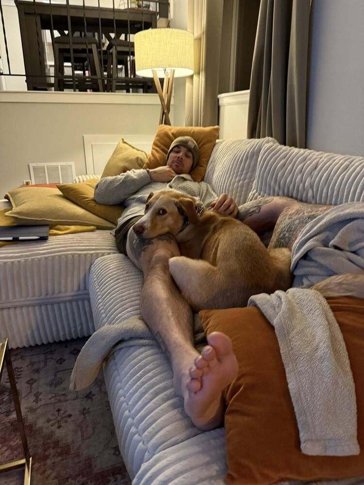 Enlarge Mellow, a Adoptable mixed breed in Littleton, CO image 1/6