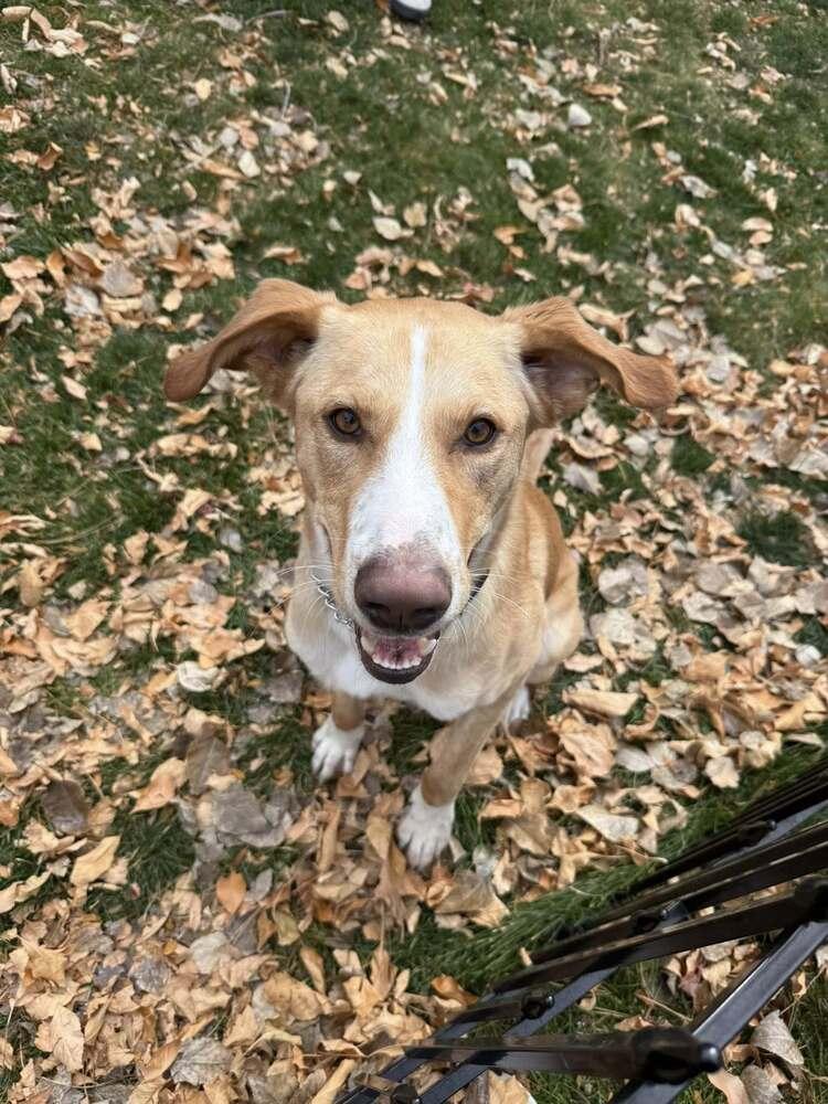 Enlarge Mellow, a Adoptable mixed breed in Littleton, CO image 2/6