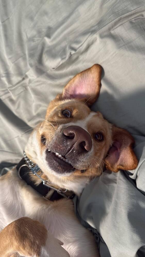 Enlarge Mellow, a Adoptable mixed breed in Littleton, CO image 3/6