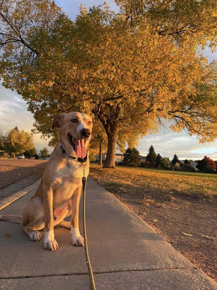 Enlarge Mellow, a Adoptable mixed breed in Littleton, CO image 4/6